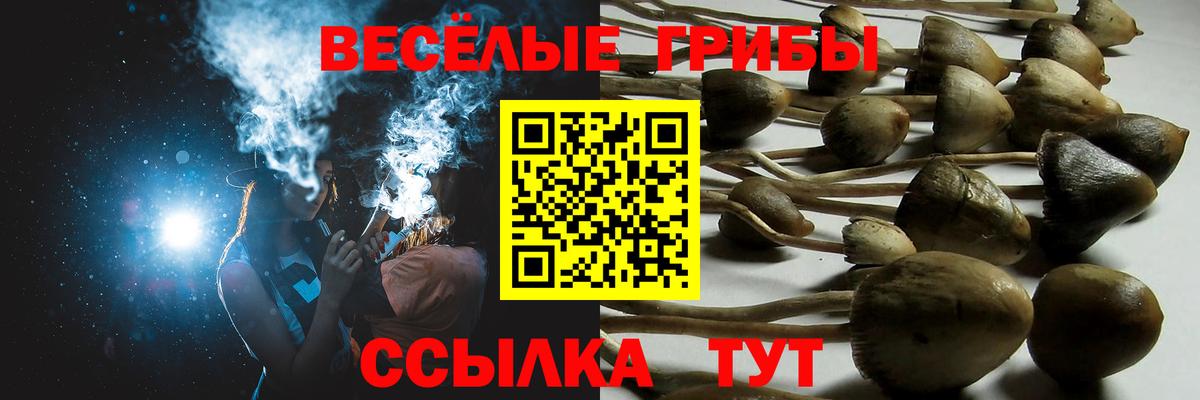 Псилоцибиновые грибы Psilocybine cubensis  Вход с VPN  Камышлов 